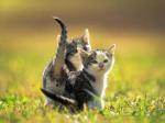 Chats tout mimi
